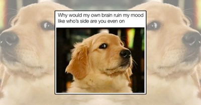 21 Soft and Gentle Animal Memes to Enjoy Before Your Post-Pool Summer Nap 