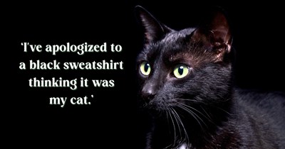 'If my cat loves anything more than treats and chin scratches, it's attempting insurance fraud': Void cat owners share their funniest near-misses raising a cat you can't actually see in the dark.