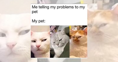 26 Judgy Cats to Question All of Your Adult Life Choices. 