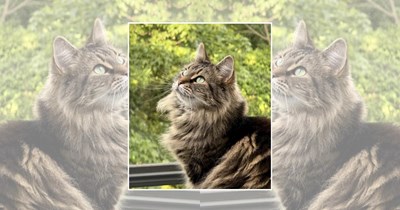 22 Wholesome Cats for a Softer Day on the Internet (July 24th, 2026)