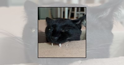 Meet Count Catula and 21 Other Vampire Cats With Adorably Sharp Teeth