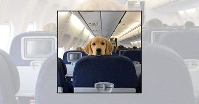 'Final Boarding Call for Good Boys': 22 Traveling Dogs Checking In at the Airport for Their Next Adventure