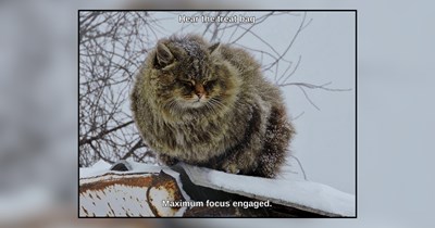 Hungry House Cats Who've Mastered the Art of Treat Detection