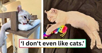 Self-proclaimed "not a cat person" adopts one anyway, and within days her two dogs, 10-year-old son, and even her husband are completely smitten, and the mom most of all: 'I didn't like cats... now, I'm obsessed.'