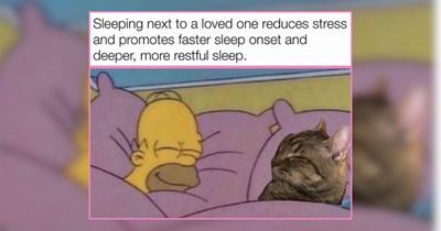 A Sweet Sunday Serving of Cat Memes to Start the Week on the Right Paw