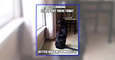 31 Feline Funnies For Folks Who Need a Better Monday