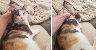 Just weeks after beloved dog crosses rainbow bridge, heartbroken pet pawrent happens to call out sick on the same day friendly stay uses her home to escape from the heat, they both learn to love again