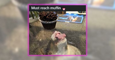 26 Heartwarming Happy Hounds for Dog Lovers Melting in the Heat