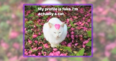 26 Wholesome Whiskered Funnies for Feline-Loving Folks