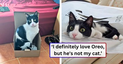 Neighbor's cat Oreo slowly wins over a man living in Spain, then his visiting son too, spending entire days curled up with them both - but his actual owner isn't thrilled, and the man's time in Spain is running out.