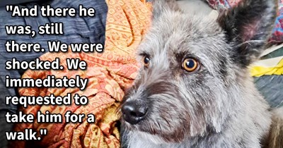 Street dog finally finds hope and family when dog pawrents who found him alone in park return to shelter 18 months later to find no one wanted him, says: ‘We've decided to start the process of adoption.’