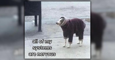 The Best and Most Respectful Memes Found in the Depth of Twitter
