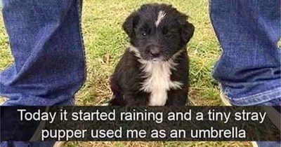 29 Heartwarming Dog Memes to Heat Up Your Soul When the AC’s too Cold