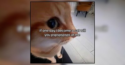 26 Heartwarming Pet Memes For Midweek Much-Needed Perk Me Up 