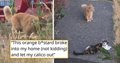 Con-artist calico cat creates an alliance with a stray ginger, he breaks into her home, opens her door, allows her to escape, and now the two of them are teasing her owner by chilling right outside the house: 'I know it was him. I just do.'