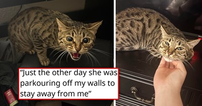 Person rescues stray cat in desperate need of help, but her sudden aggression makes them want to give up; the internet urges them to give her a chance, and it only takes a few days for her to prove that she was just scared and longing for love all along