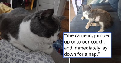 After being bred for kittens and thrown out like trash, an exhausted feline chooses to adopt a couple 2 days before their wedding, becomes best friends with their twice-abandoned and rescued senior cat, and finally learns what a real family is