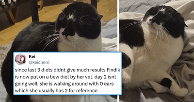 32 Best Cat Tweets to Keep You Chill During These Hot Summer Days (July 27, 2026)