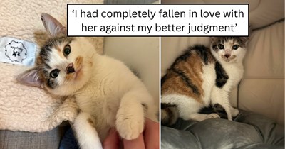 Woman rescues an injured calico kitten hiding beneath a car, then unexpectedly becomes a cat mom to two rescue cats