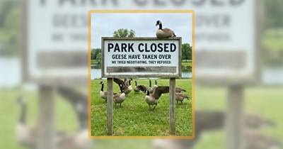 25 Giggly Goose Memes to Honk Your Troubles Away