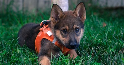 3 month rescued German Shepherd puppy still timid after weeks with loving family, in a story of encouragement, they turn to strangers online for puppy advice to boost her confidence and trust 
