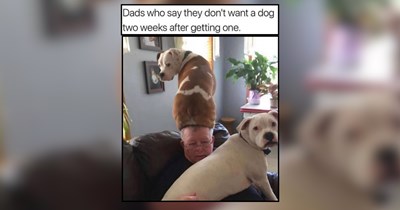 30 Pawsitively Happy Furballs of Fun for the Whawl Family