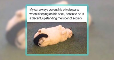 Cute Cat Clawmedy Made of 26 Meowing Memes to Boost Your Mood