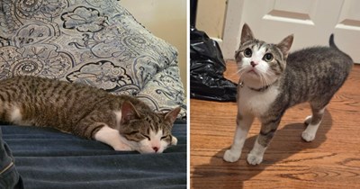 From feral Larry to good housecat brother, three sisters cats teach a teenage stray about love, respect, and boundaries: 'He's come a long way'