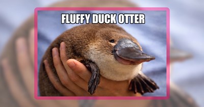 25 Otterly Cute Water-Adjacent Animals for Your Summer Vitamin Sea