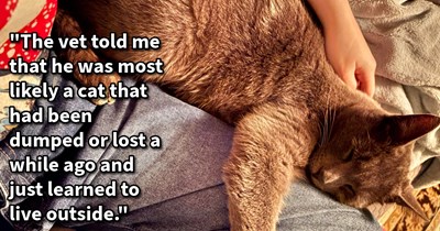 Sweet stray cat who walked into a hooman’s home, climbed into their bed and won over his pawrents to be with cuddles and biscuits, tries to bring home friend: ‘Bugs is still too shy to come in so I’ve just been leaving out food and water for him.’ 