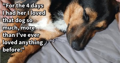 Stray starving dog saved by student who hoped animal shelter would find dog’s pawrents, but immediately regretted surrendering bonded pup and submitted adoption papers: ‘I love her so much, she changed my life in so many ways in such a short time.’  