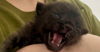 'I told myself I'd never have another cat unless the universe sent one': On the same day she was reminiscing about her soul cat, woman finds a tiny void kitten fighting for his life, she gives him the miracle he needed