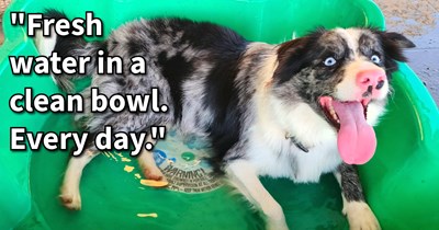 19 Essential Things Every Dog Child Deserves But Most Pawrents Forget to Give Them