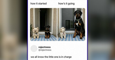 27 Heartwarming Animal Memes to Warm Your Heart While the AC Freezes Everything Else