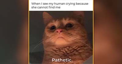 25 Pawsitively Wholesome Cat Memes to Make Your Friday Feel More Meowgical