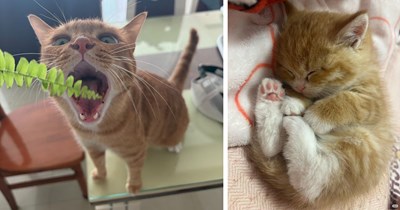 35 Heartwarming Friday Felines to Ease You Into a Weekend Full of Wholesome Purrs
