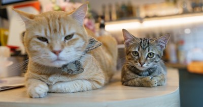 Senior cat Arthas adores his little sister of 2-years-old but can't keep up with her energy, family questions if a new kitten will make him unhappy, internet assures them it's the right time