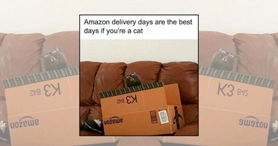 22 Positive Cat Memes Purring With Pure Feel-Good Feline Energy