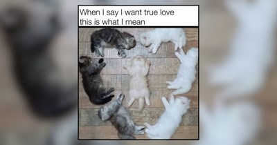 25 Itty-Bitty Kitties Bringing Big-Time Happiness