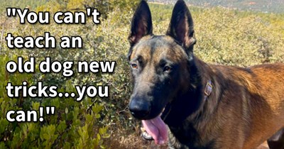 20 Inaccurate Pieces of Pupper Advice You Hear Often But Should Never Pay Attention to
