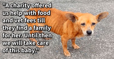 Senior pup found alone rescued by couple who wanted to rehome the skinny dog with a charity, but run into trouble when his neglectful pawrent demands him back, says: ‘Yesterday we decided that no we couldn't just sit there and give her back’ 
