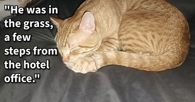 Terrified indoor cat child stuck between floors of hotel miraculously freed, but his rescuers released him to the street and sparked week-long search, pawrent says: ‘WE FOUND OUR BOY!!!! He's safe and here with my son and I.’