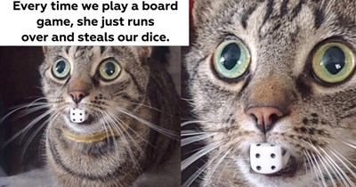 27 Funny Cat Memes to Reset Your Bored Brain When It’s Gotten Stuck