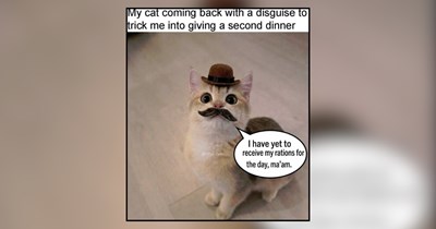 27 Hungry Cats Who'd Like to Speak to the Manager of the Food Bowl