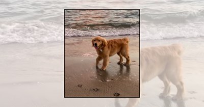 25+ Beach Dogs Making Summer Brighter With Sandy Paw Prints and Salty Smiles