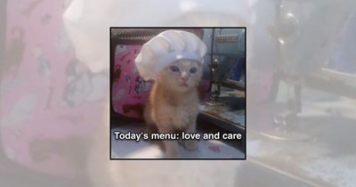 Your Weekly Delivery of 23 Soft and Silly Kitten Memes for a Midweek Mood Boost (July 29, 2026)