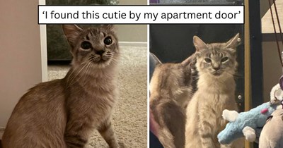 A small stray kept returning to the same apartment door until she finally found the family she'd been looking for