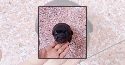 A Pocket-Sized Parade of 21 Smol Dog Pictures Bringing Full-Sized Joy