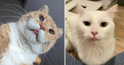 30 Purrecious Cat Bleps Full of Feel-Good Feline Energy