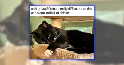 30 Very Cat Memes for People With a Cat in Their Soul